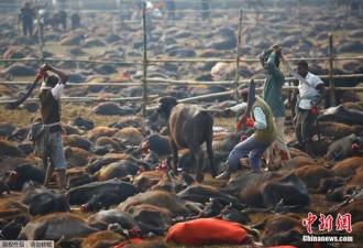 尼泊尔教徒过节杀几十万牛 尸横遍野