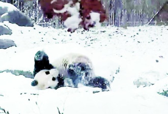 多伦多大熊猫不惧大雪翻筋斗 萌翻天