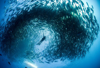 澳夫妇墨西哥潜水 被大规模鱼群包围