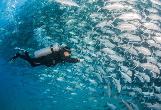 澳夫妇墨西哥潜水 被大规模鱼群包围