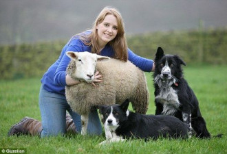 绵羊以为自己是狗 每日与狗一起赶羊