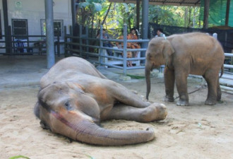 泰国一大象遭蜂群攻击致死 被蛰100次