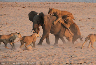1岁大象遭14头饥饿母狮围攻 激战后获