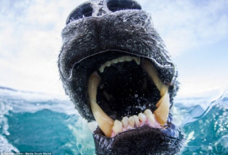 全球变暖 连北极熊也学会长距游泳了