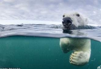 全球变暖 连北极熊也学会长距游泳了
