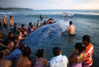 鲸鱼搁浅海滩 数十人欲将其推回大海