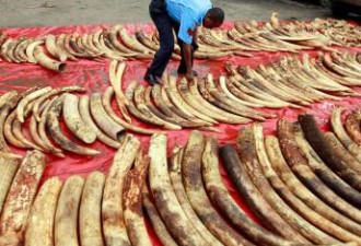 中国需求激增 导致非洲象屠杀失控