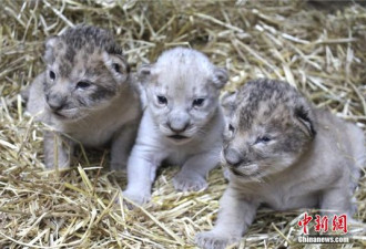 母狮生下三胞胎 出现一头罕见小白狮