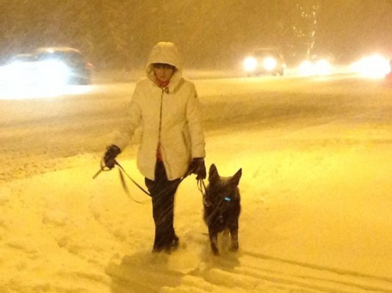 Snow on Dec. 11, 2014 doesn't stop this determined dog walker. CITYNEWS/Bert Dandy