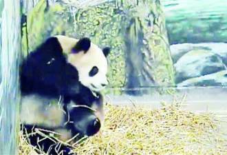 空欢喜一场：大熊猫二顺根本就没怀孕