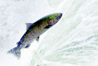气候变化水温上升 帝王三文鱼可能绝种
