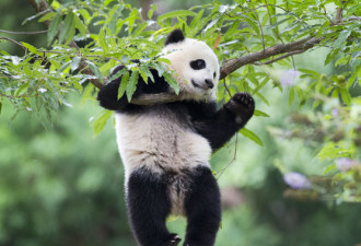 美国大熊猫“宝宝”触电网 受惊吓躲树上