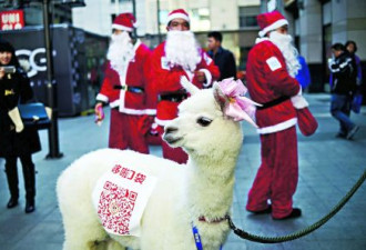 北京商场圣诞促销 连草泥马都上阵了
