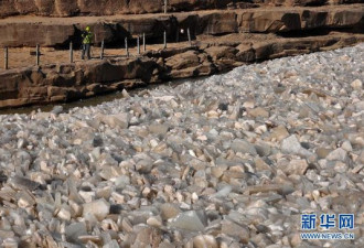 奇景：黄河壶口瀑布现“流凌叉桥”景观