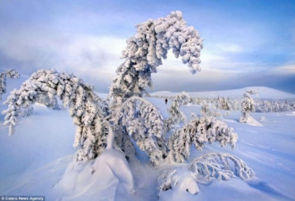 实拍极寒地带树木 冰雪覆盖亦妖亦仙