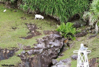 羊群啃光钓鱼岛上的野草 日本举动异常