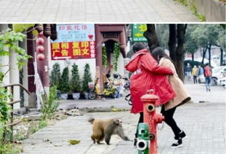 成精了?色猴横行6年骚扰女孩爱摸大腿