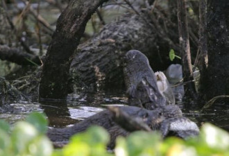 野生保护区的惊人一幕 水獭生吃鳄鱼