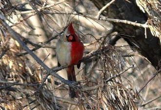 美国奇特“雌雄同体”小鸟 半红半白