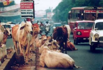 牛在印度的地位很高 尿被用来做饮料