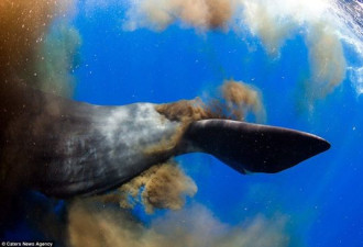 巨头鲸遭潜水员骚扰 排一大泡粪自卫