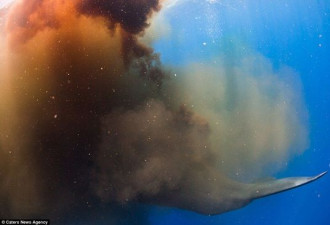 巨头鲸遭潜水员骚扰 排一大泡粪自卫