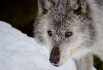 BC省为保驯鹿屠杀狼 15万人签名反对