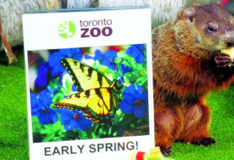 多伦多动物园土拨鼠预测：春天早来到