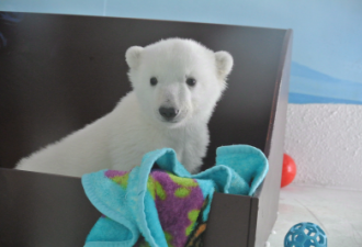 多伦多动物园小北极熊汉普瑞 要搬家了