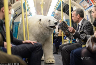 伦敦街头惊现“北极熊”坐电梯逛景点