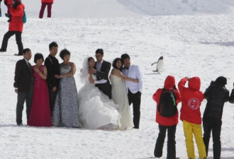 中国客南极冰川拍婚纱 追拍企鹅遭批评