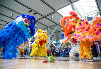 温哥华国际机场 “三狮献瑞”舞狮贺新年