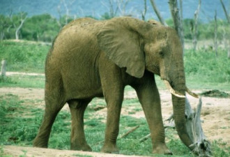 中国禁止进口非洲象牙制品 为期一年
