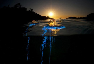 尤如外星生物 摄影师拍摄海洋致命水母