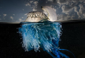 尤如外星生物 摄影师拍摄海洋致命水母