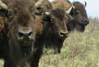 政府出钱 美洲野牛将在班芙公园内重现