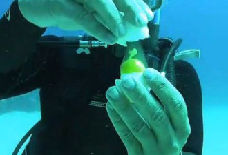 在20米深海打开个鸡蛋会发生何种奇迹？