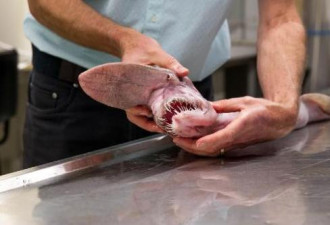 罕见：深海怪物现身澳洲 牙齿如匕首