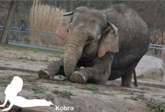 德国动物园42岁大象练“瑜伽”走红网络