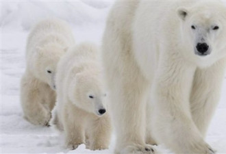 拉布拉多地区北极熊到处转悠 居民不怕