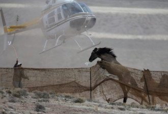 交通事故多发 美国用直升机围捕野马