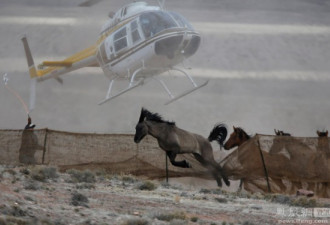 交通事故多发 美国用直升机围捕野马