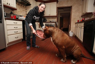 世界最大斗牛犬近80公斤 站立达1人高