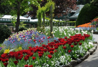 春来了！维多利亚数花逾172亿花朵绽放