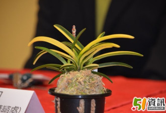 第十四届多伦多兰花展下周六日举行