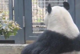 大熊猫只顾吃竹子 被乌鸦偷毛浑然不知