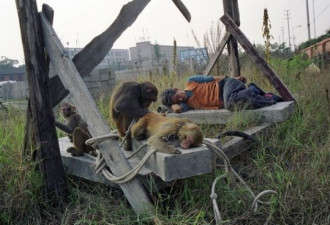 实拍耍猴人生活 妻子撩衣襟给猴喂奶