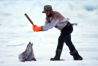 实拍：加拿大海豹捕杀，场面惨不忍睹