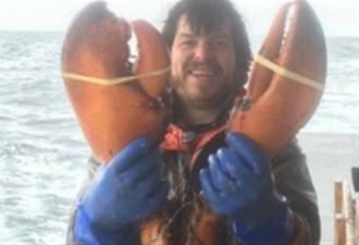 加拿大渔民捕到超大龙虾 重量将近17磅