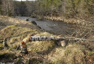 蠢萌的悲剧：河狸被自己啃倒的树压死